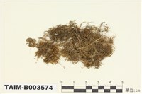 藏品(錦苔科)的圖片